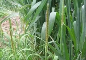 麥田雜草發(fā)生規(guī)律
