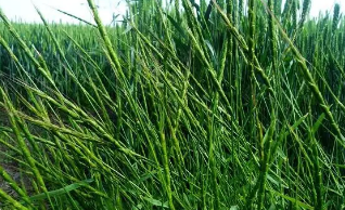 麥田雜草的防除（農(nóng)業(yè)措施）