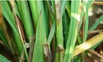 水稻紋枯病的綜合治理