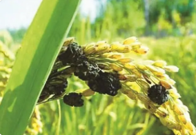 稻曲病的發(fā)病因素