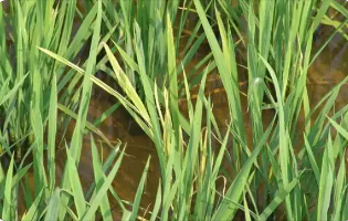 水稻苗期病害的癥狀