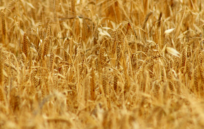 麥類(lèi)作物病害