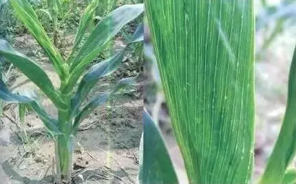 玉米粗縮病的綜合治理
