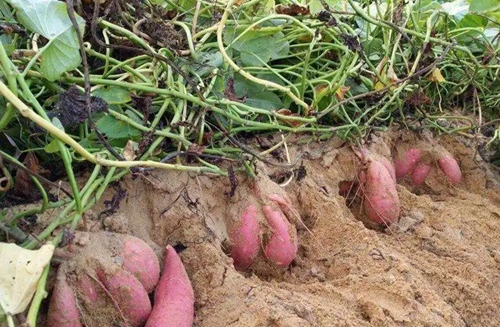 甘薯黑斑病的發(fā)病因素