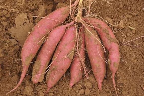 甘薯莖線蟲病的發(fā)病因素