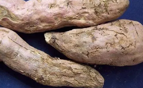 甘薯莖線蟲病的綜合治理