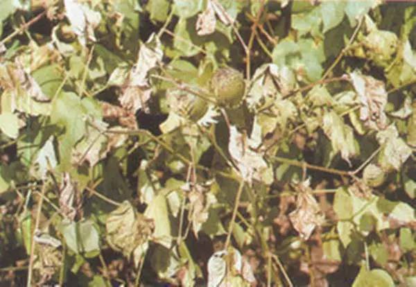 棉花黃萎病的發(fā)病因素