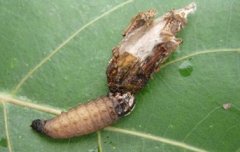茶蓑蛾的生活習(xí)性與防治