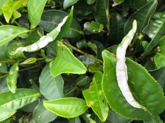 茶餅病的概述及防治