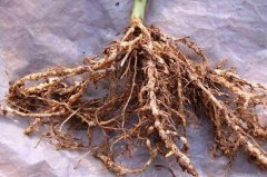 茶苗根結(jié)線蟲病的病原及防治技術(shù)