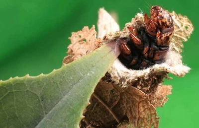 白囊蓑蛾的分布與危害