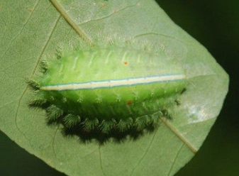 扁刺蛾的防治技術(shù)與測報(bào)方法