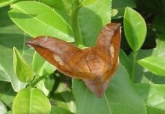 茶蠶的生活習性與發(fā)生規(guī)律