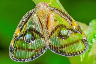 眼紋疏廣蠟蟬的形態(tài)與危害