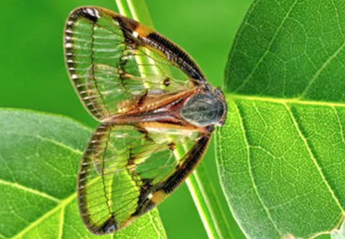 帶紋疏廣蠟蟬的特征