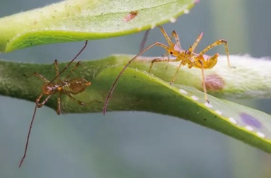 臺灣刺盲蝽的發(fā)生規(guī)律