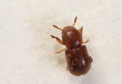 茶枝小蠹蟲的發(fā)生