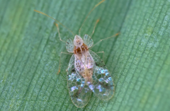 香蕉冠網(wǎng)蝽的形態(tài)特征