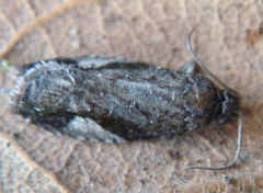 三角新小卷蛾的發(fā)生規(guī)律