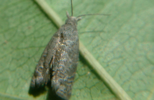 桉小卷蛾的防治方法與測(cè)報(bào)技術(shù)